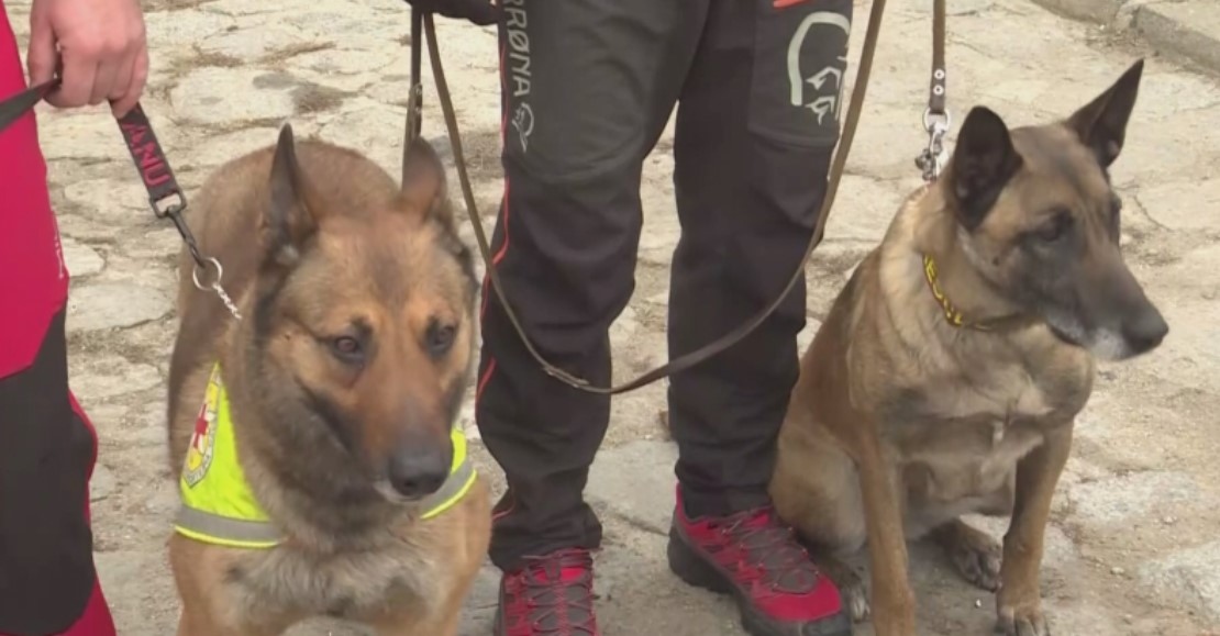 Хера Норд Нико Берго и Макс петте кучета към